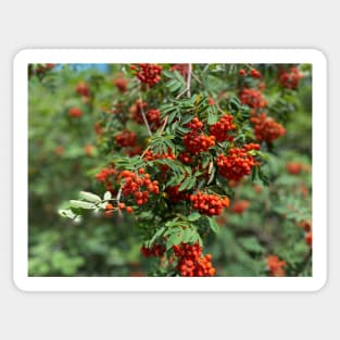 Mountain ash, nature, tree Sticker